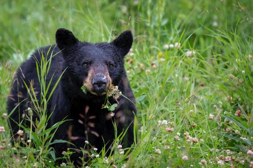 Black Bear Hunting